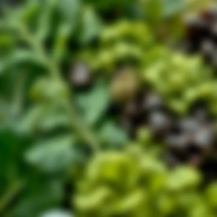 Leafy Greens Packed with Folic Acid A vibrant assortment of leafy greens rich in folic acid