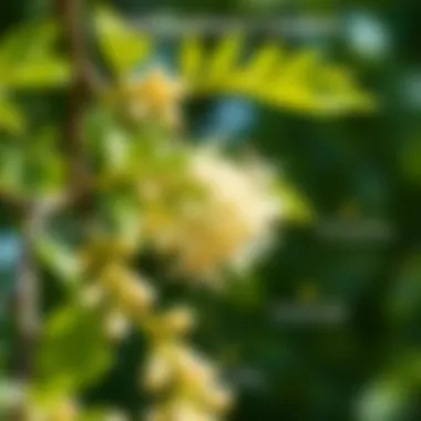 Health Benefits of Linden: An Informative Overview An infographic showcasing the health benefits of linden