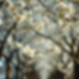 A serene illustration of linden trees in bloom