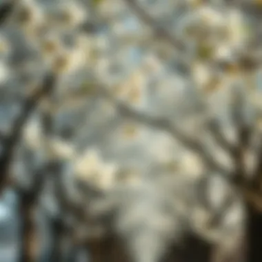 Linden Trees in Bloom and Their Significance A serene illustration of linden trees in bloom