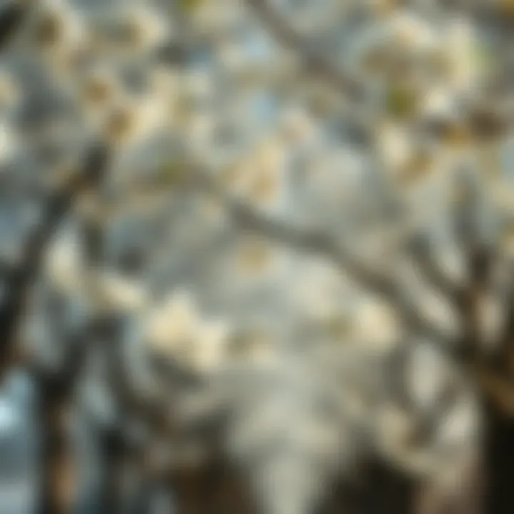 Linden Trees in Bloom and Their Significance A serene illustration of linden trees in bloom